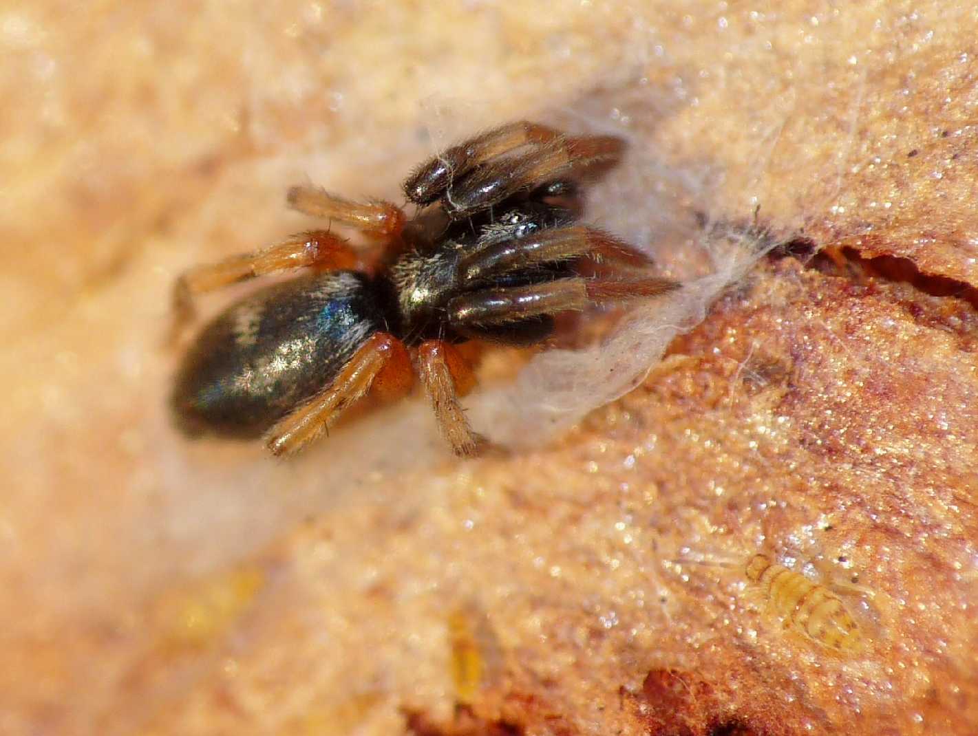 Piccolo Gnaphosidae con zampe aranciate